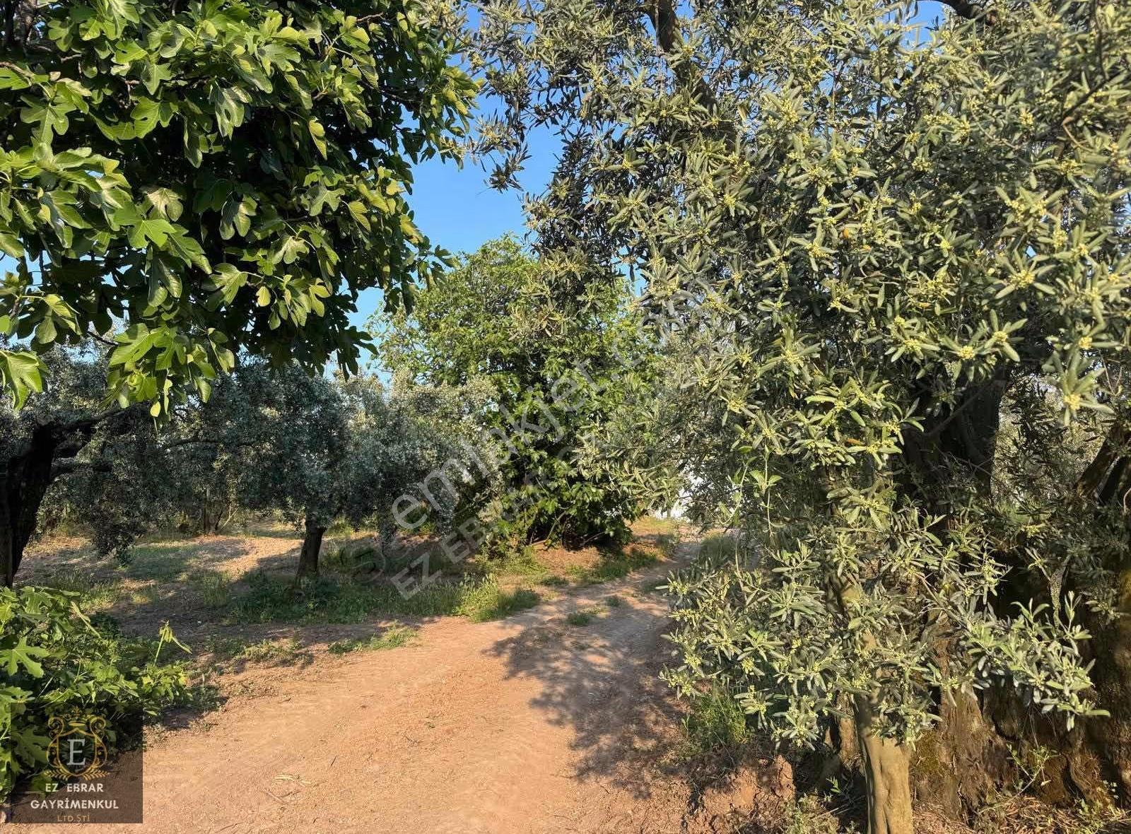Mudanya Dereköyde Satılık Zeytinlik - Görsel 18