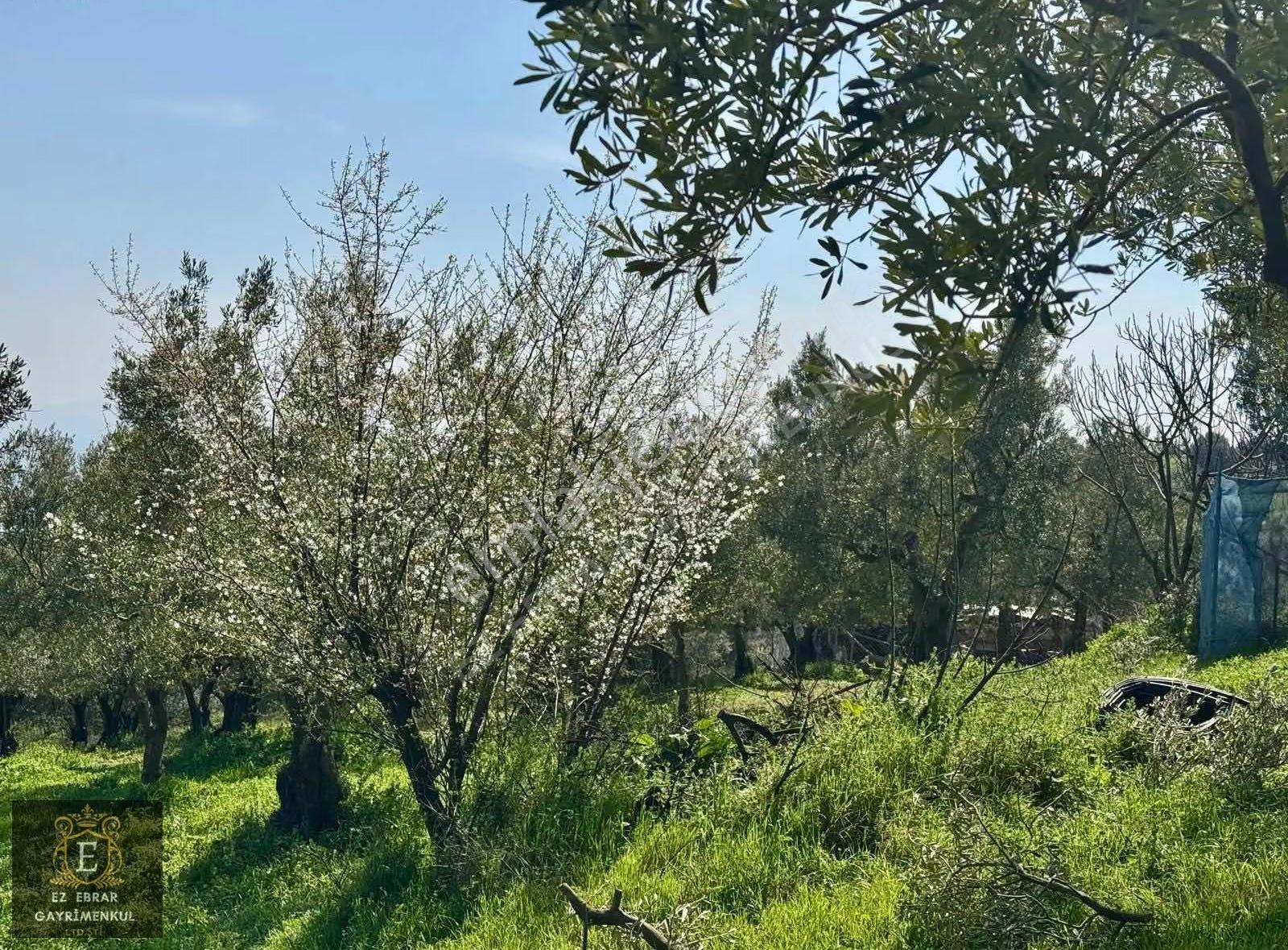 Mudanya Dereköyde Satılık Zeytinlik - Görsel 22