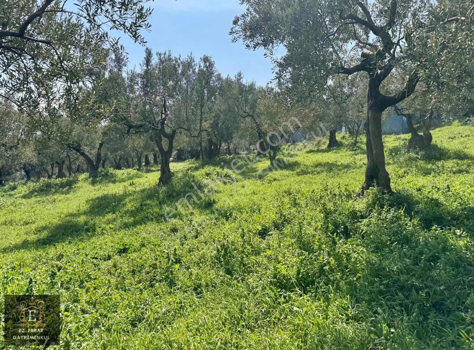 Mudanya Dereköyde Satılık Zeytinlik - Görsel 28