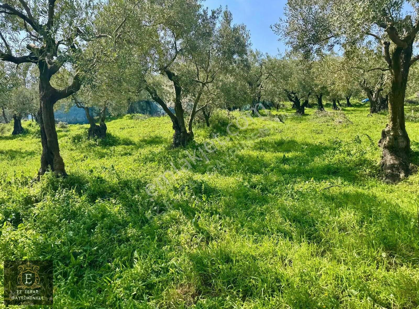 Mudanya Dereköyde Satılık Zeytinlik - Görsel 27