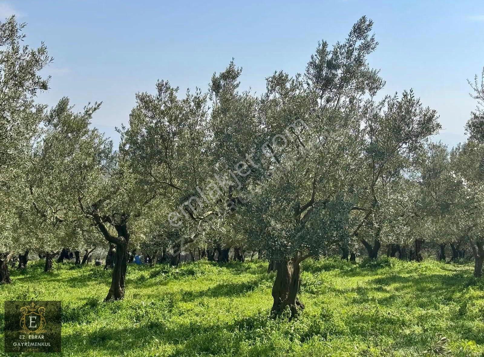 Mudanya Dereköyde Satılık Zeytinlik - Görsel 23