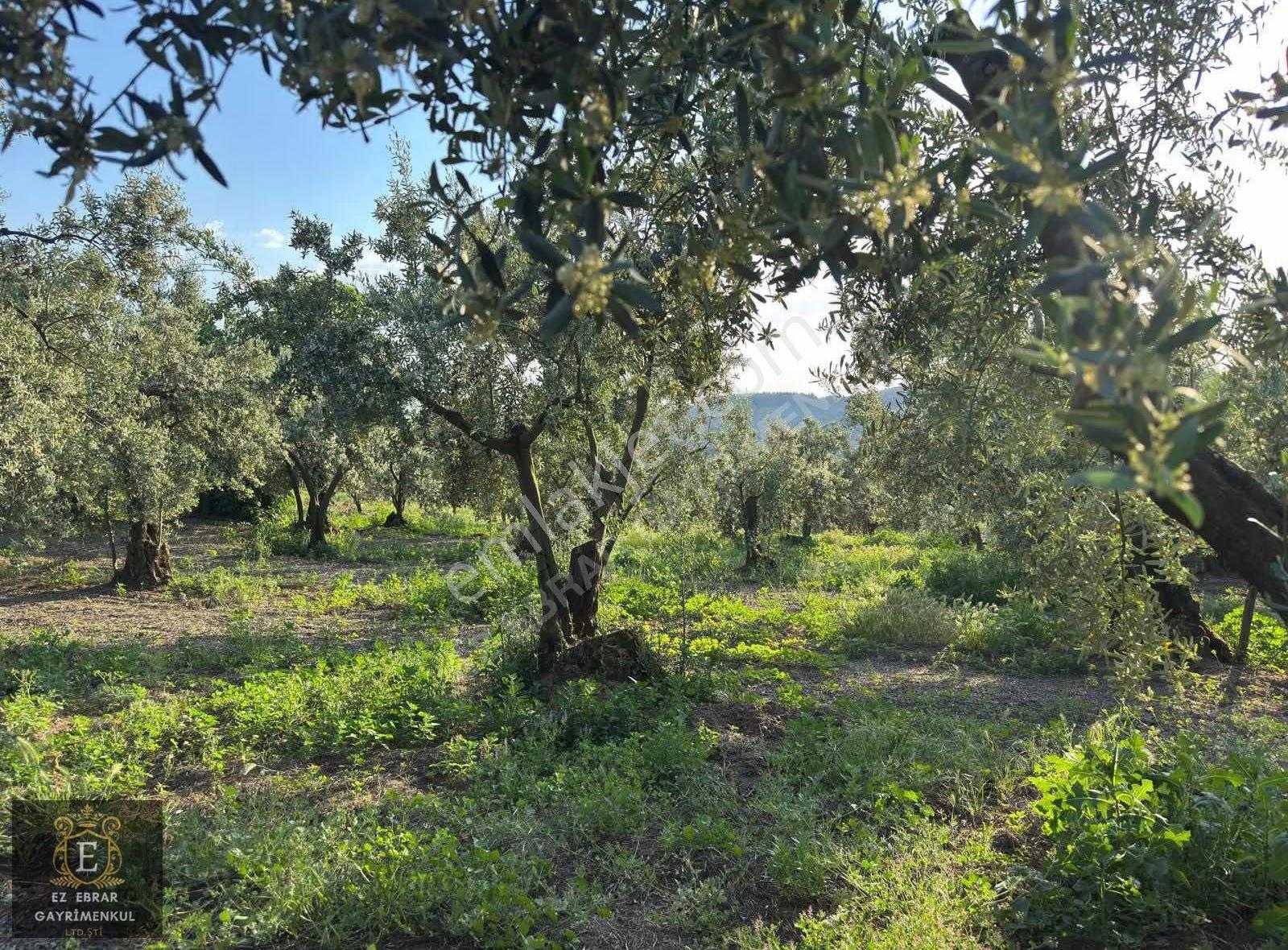 Mudanya Dereköyde Satılık Zeytinlik - Görsel 19