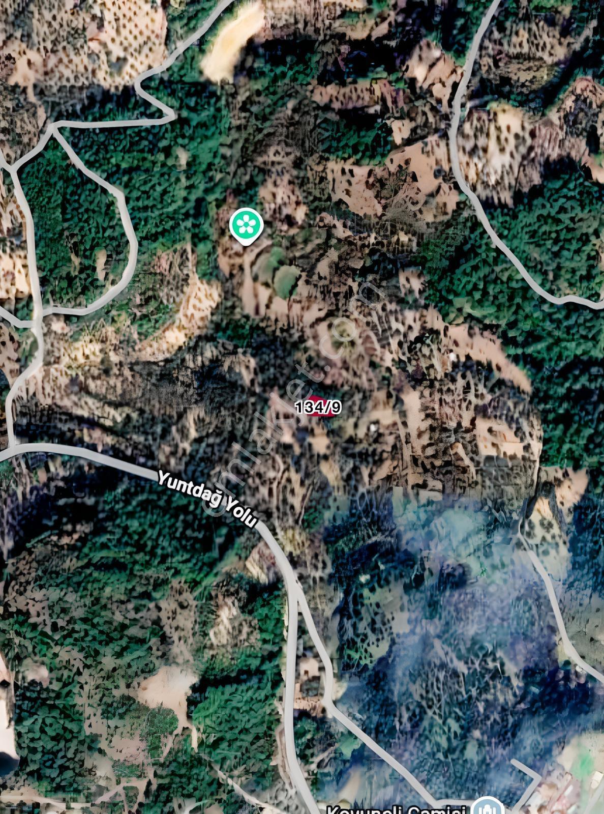 Bergama Koyunelı Köyü Satılık 468 M2 Zeytinlik - Görsel 3