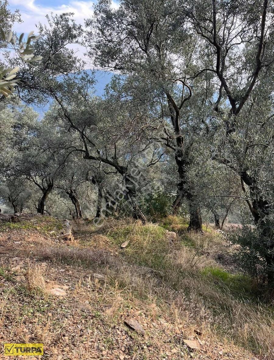 Bayındır/kızıloba'da Yatırımlık Zeytinlik - Görsel 4