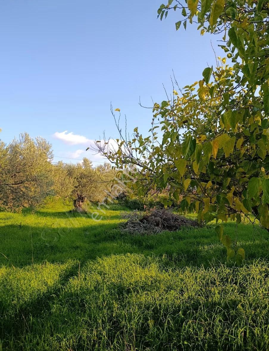 Bademli'de Hastane Ve Tıp Merkezi Kompleksine Uygun İmarlı Arsa