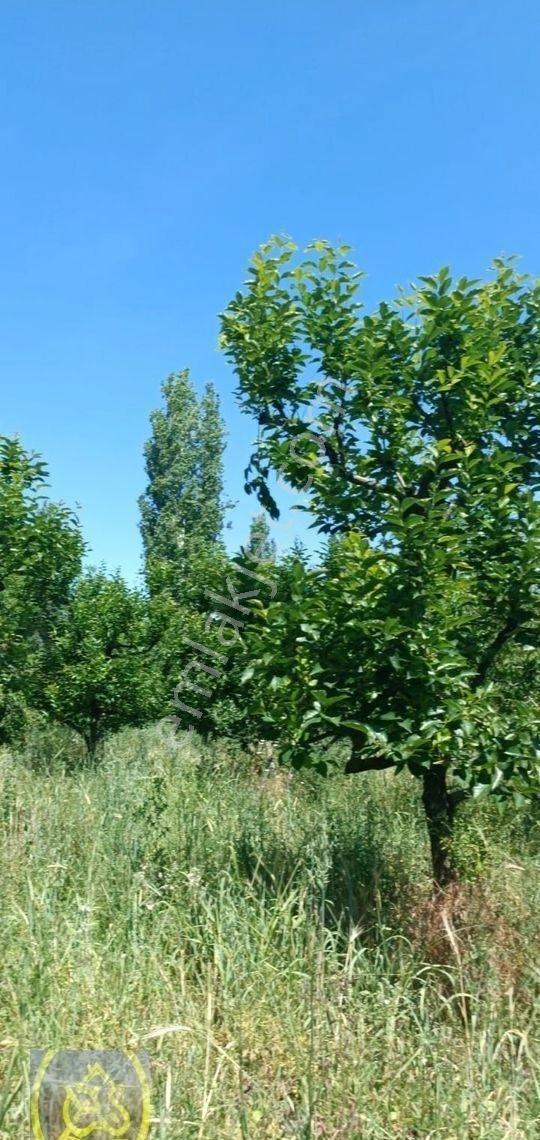 Honaz Merkezde Ana Caddeye Yakın Satılık Meyve Bahçesi - Görsel 9