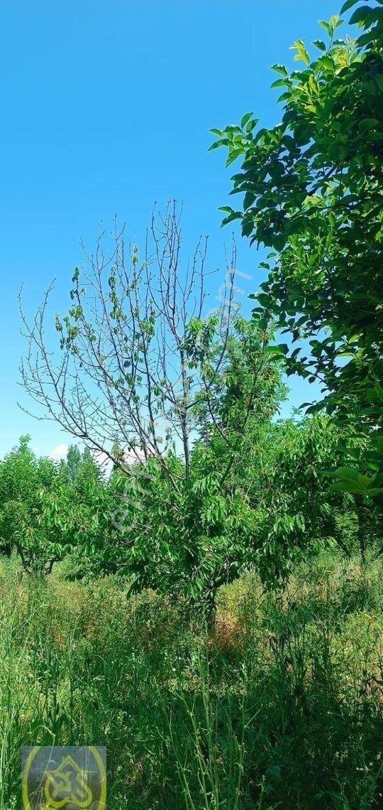 Honaz Merkezde Ana Caddeye Yakın Satılık Meyve Bahçesi - Görsel 15