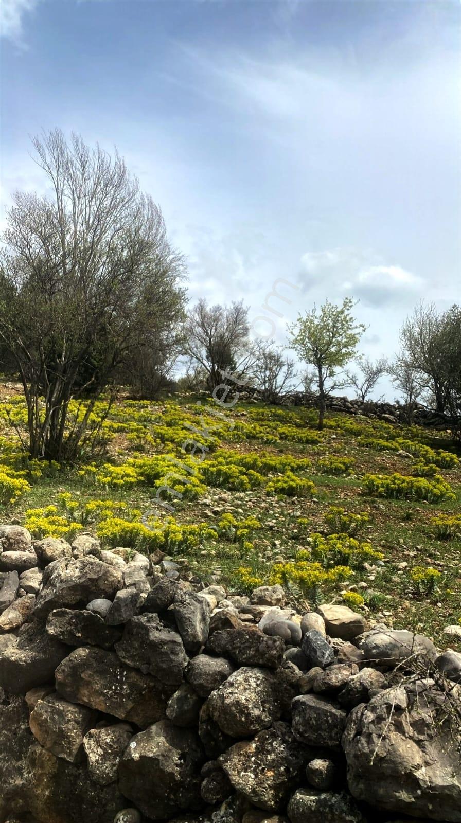 Kar Emlaktan Mersın Tarsus Panzı Çukuru 1130 M2 Satılık Arsa - Görsel 20