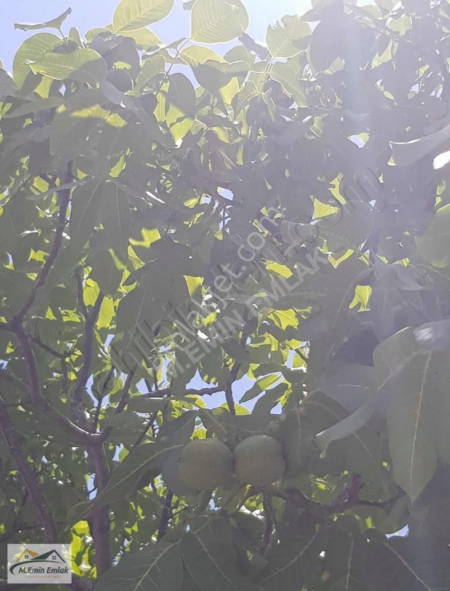 **ayaş Sinanlı Verimli Ve Bakımlı Satılık Ceviz Bahçesi** - Görsel 19