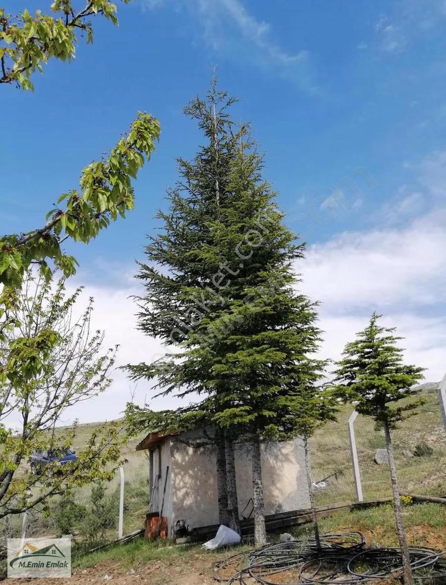 **ayaş Sinanlı Verimli Ve Bakımlı Satılık Ceviz Bahçesi** - Görsel 23