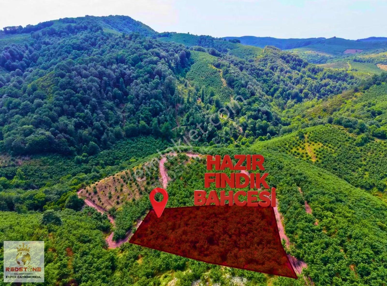 Doğa Manzaralı 2 Dönüm Fındık Bahçesi - Görsel 7