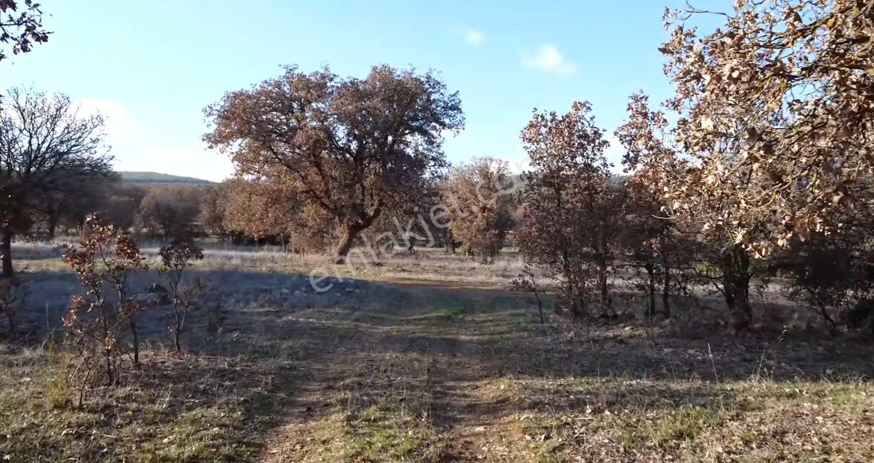 İçinde Badem Ağaçları Olan Düzlük Ana Yola Yakın - Görsel 4