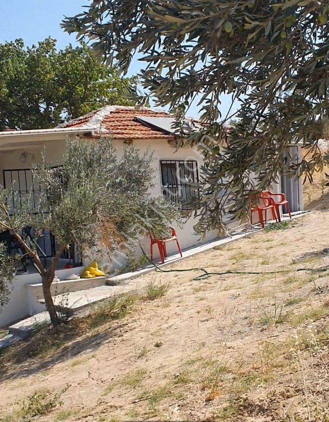 Bergama Muratlarda Muhteşem Zeytinlik+ev Satılık - Görsel 20