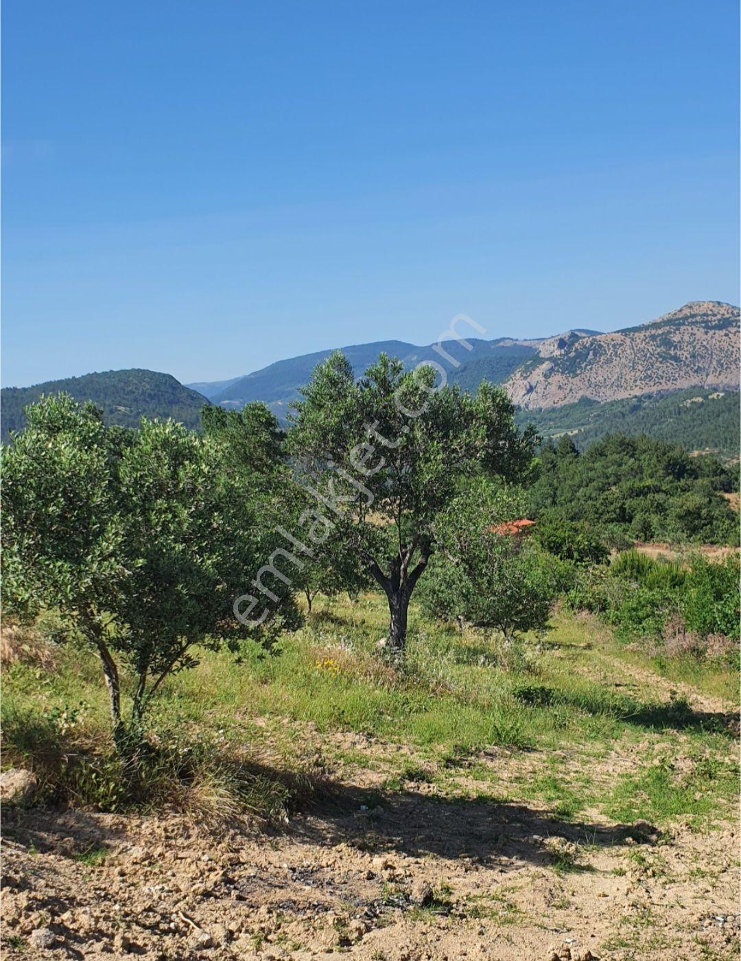 Bergama Muratlarda Muhteşem Zeytinlik+ev Satılık - Görsel 16