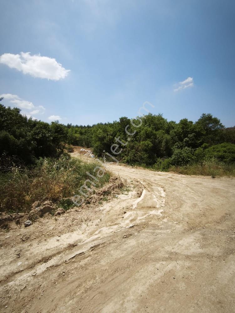 Manisa Avdal Köyü 7.805 M² Elektrik Ve Suyu Var Yola Cepheli - Görsel 31