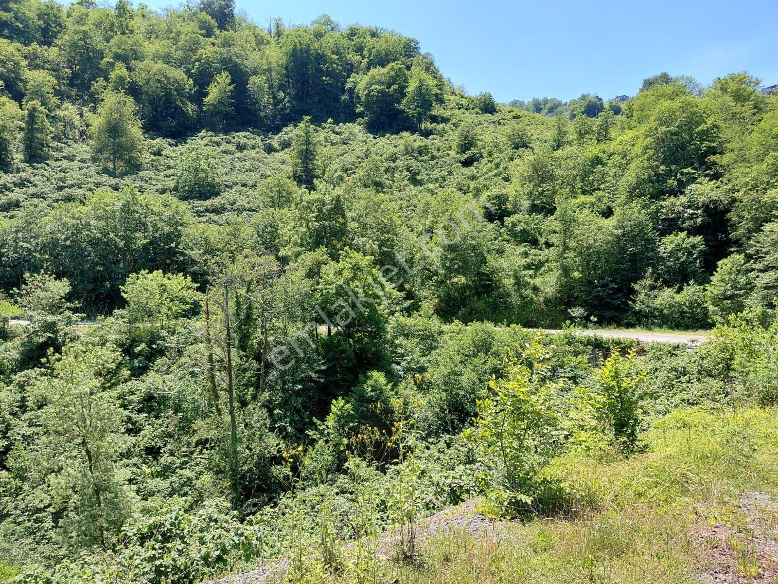 Adaplatin'den Beşikdüzü Merkez Sahile 3km, 3178m2 Fındık Bahçesi - Görsel 22