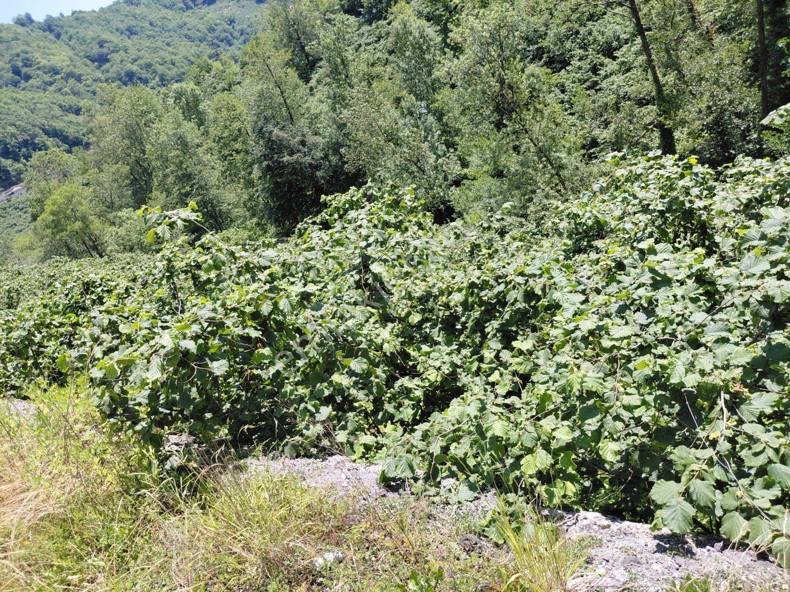 Adaplatin'den Beşikdüzü Merkez Sahile 3km, 3178m2 Fındık Bahçesi - Görsel 11