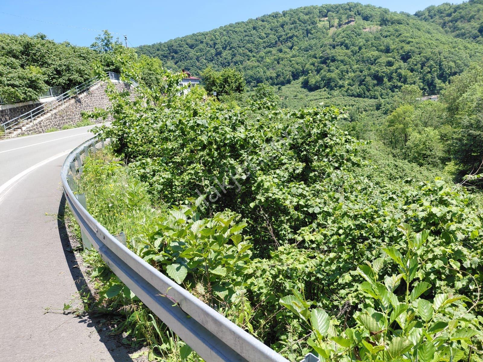 Adaplatin'den Beşikdüzü Merkez Sahile 3km, 3178m2 Fındık Bahçesi - Görsel 3