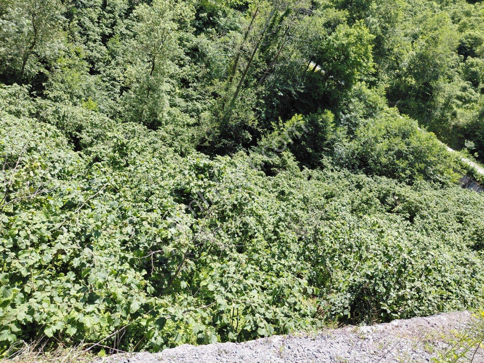 Adaplatin'den Beşikdüzü Merkez Sahile 3km, 3178m2 Fındık Bahçesi - Görsel 17