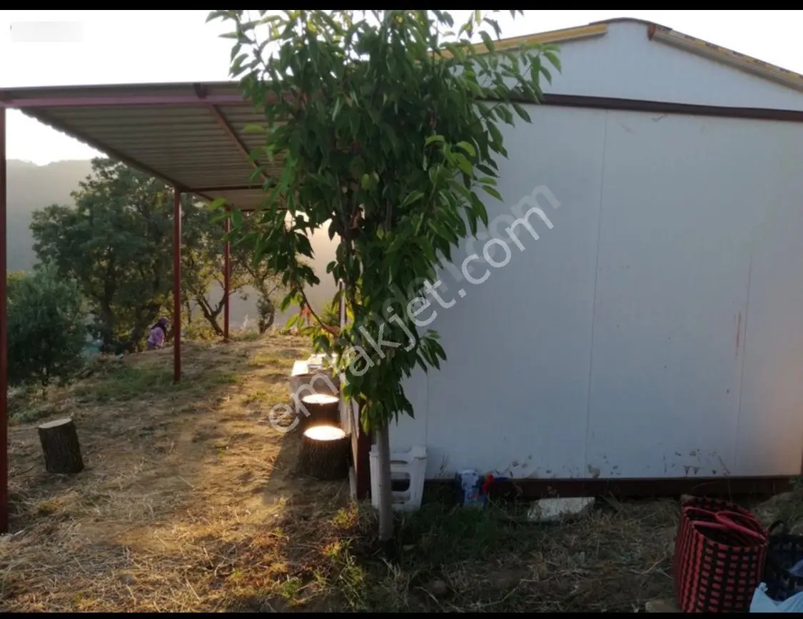 Sahibinden Satılık Trilye Cinsi Zeytinlik