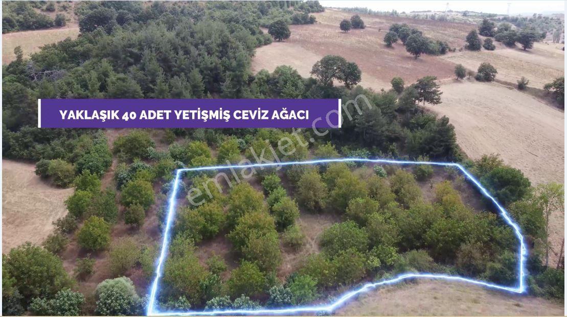 Master Realtor Nilvest'ten Kozdere'de Yetişkin Ceviz Bahçesi - Görsel 3