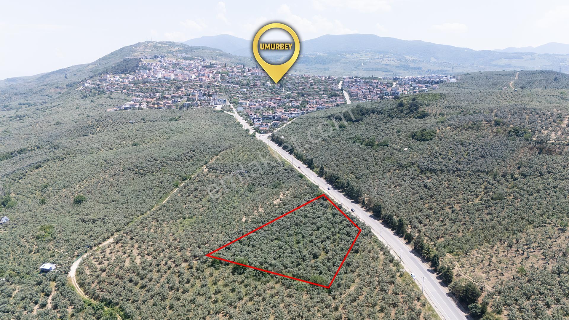 C21 Cius; Umurbey Asfaltına Cephe Deniz Manzaralı Emsalsiz Zeyt - Görsel 2