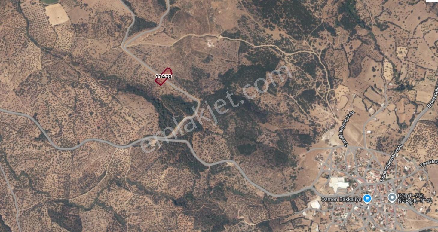 Çanakkale Ezine Tavaklı Satılık 2975 M2 Zeytinlik - Görsel 4