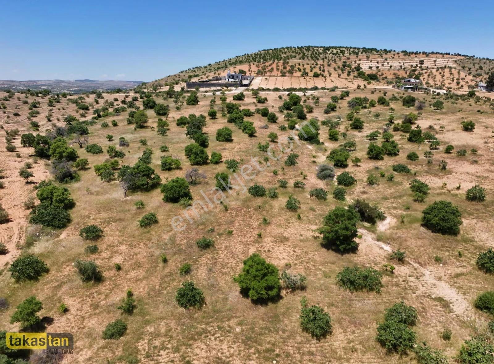 Battal Ful Fıstık Asfalt Üzeri Bağ Evi Ve Yatırıma Uygun Arazi - Görsel 4