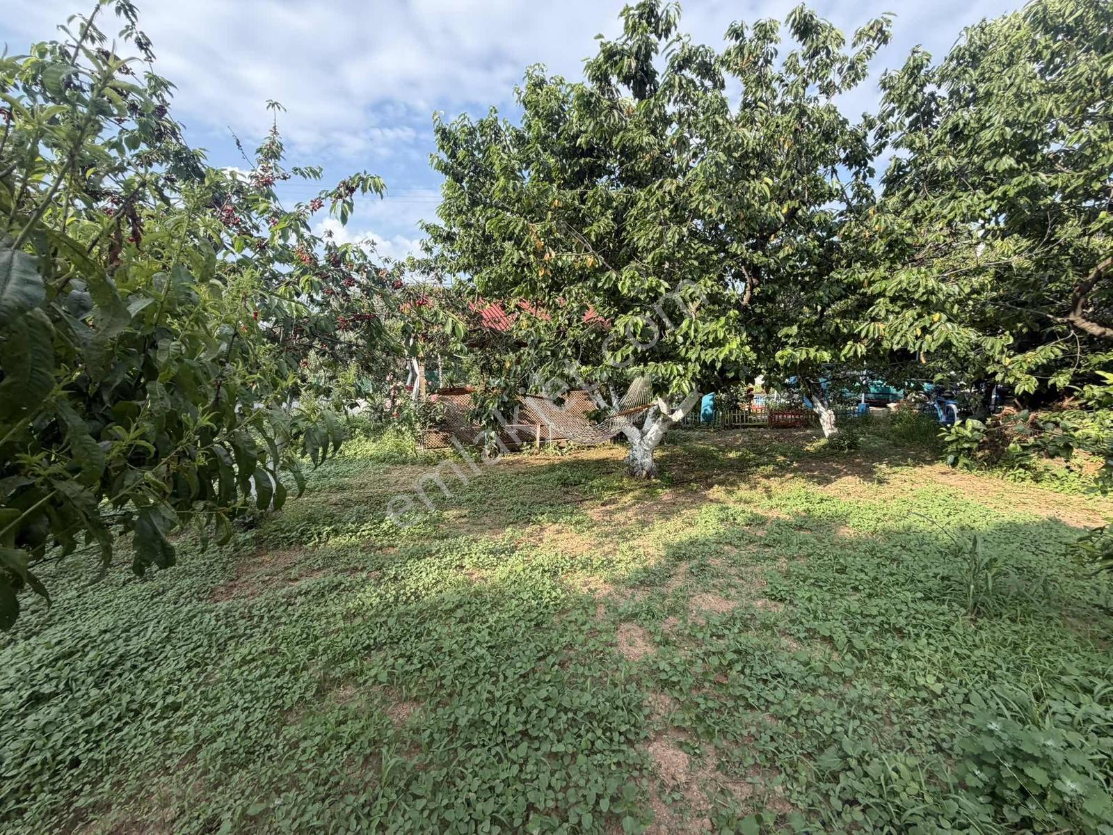 Kemalpaşa Çınar Mah.4308m2 Kiraz Bahçesi Ve Dublex Villa Satılık - Görsel 4