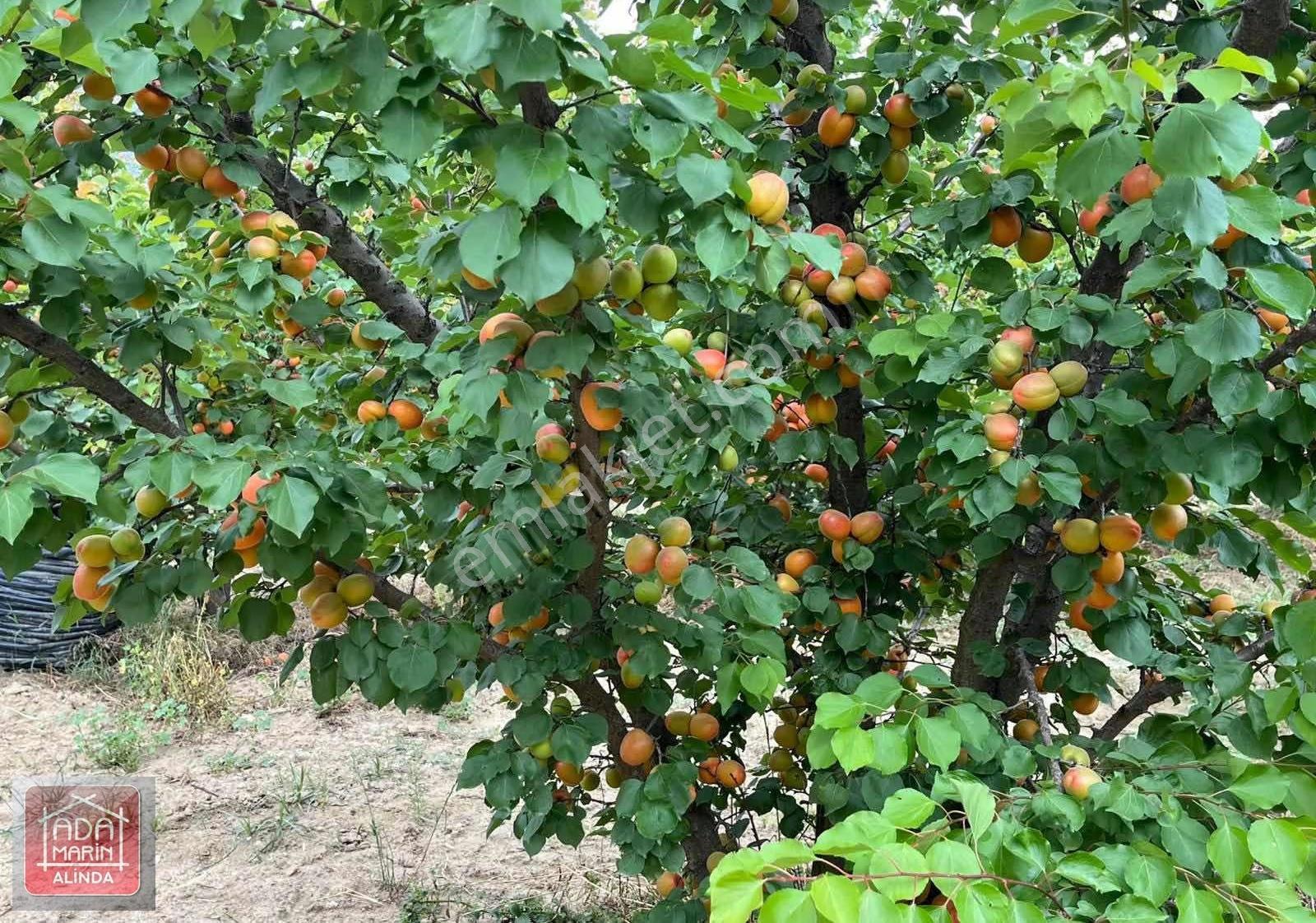 Ödemiş Mescitlide Yüksek Gelirli Satılık Çiftlik - Görsel 11