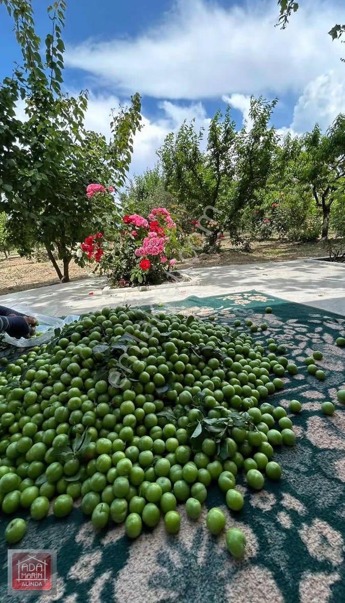 Ödemiş Mescitlide Yüksek Gelirli Satılık Çiftlik - Görsel 16