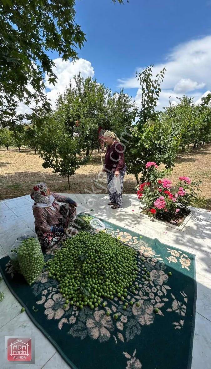 Ödemiş Mescitlide Yüksek Gelirli Satılık Çiftlik - Görsel 12