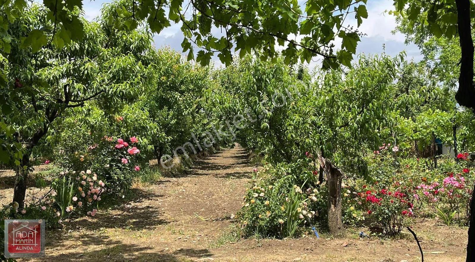 Ödemiş Mescitlide Yüksek Gelirli Satılık Çiftlik - Görsel 6
