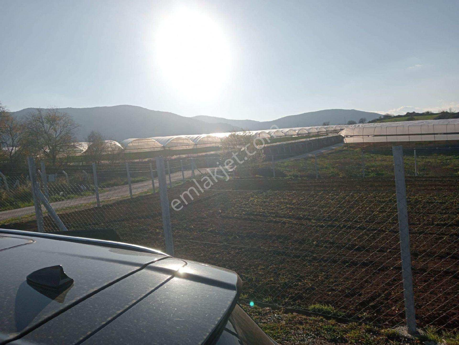 Menderes Değirmendere'de Asfalt Yola Cepheli 962 M² Tel Örgülü Tarla Sahibinden Satılık
