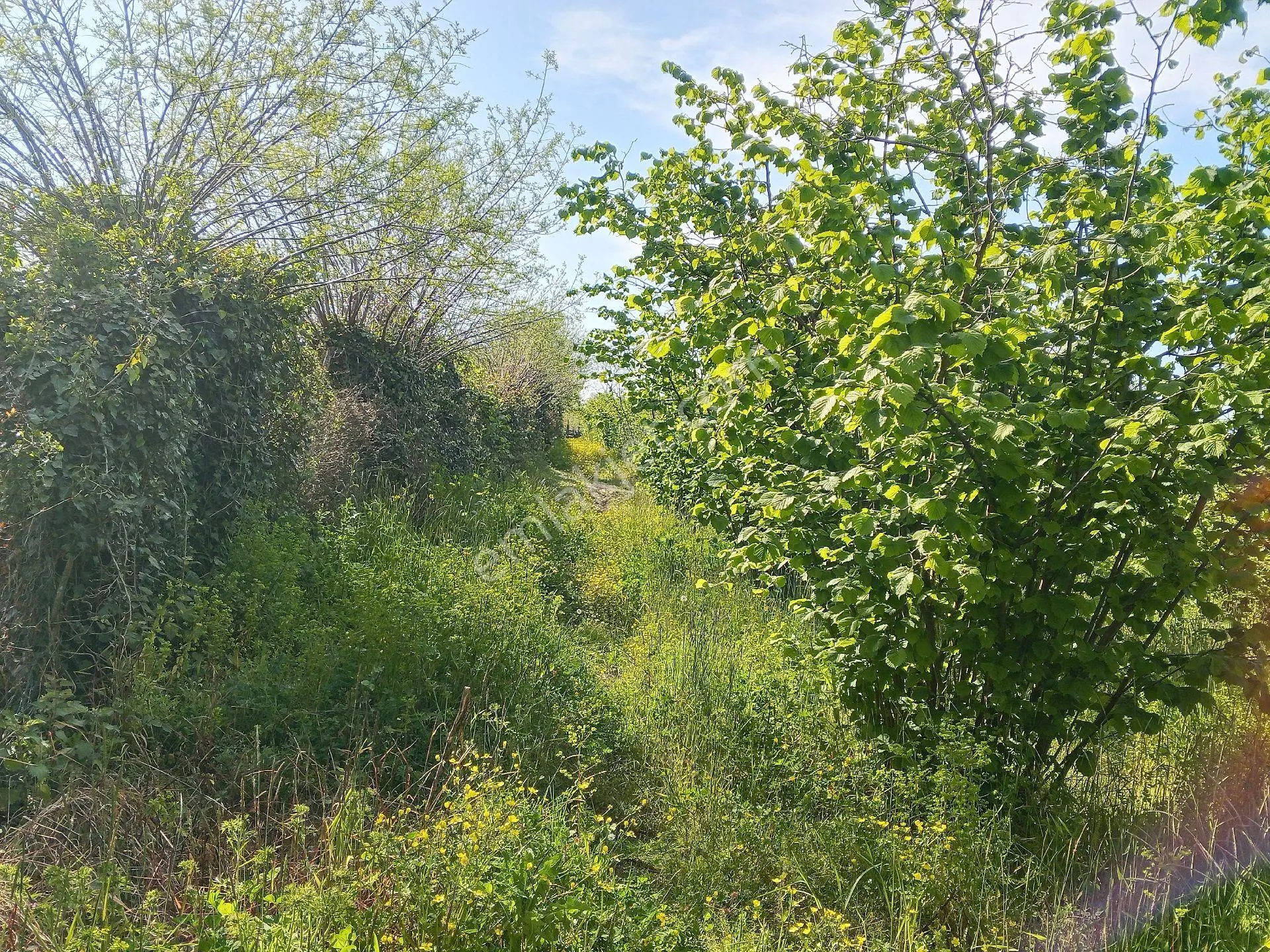 Satılık Fındık Bahçesi Ordu Samsun Karayoluna 200 Metre Uzaklıgı Ayayr Ayrı 2 Tane Ayrı Tapulu - Görsel 3