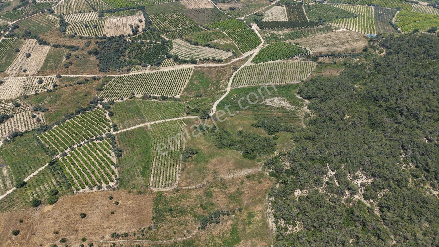 Ra Gayrmenkul Ulaş Mh Verimli Toprak 18.000m2 Tarla - Görsel 16