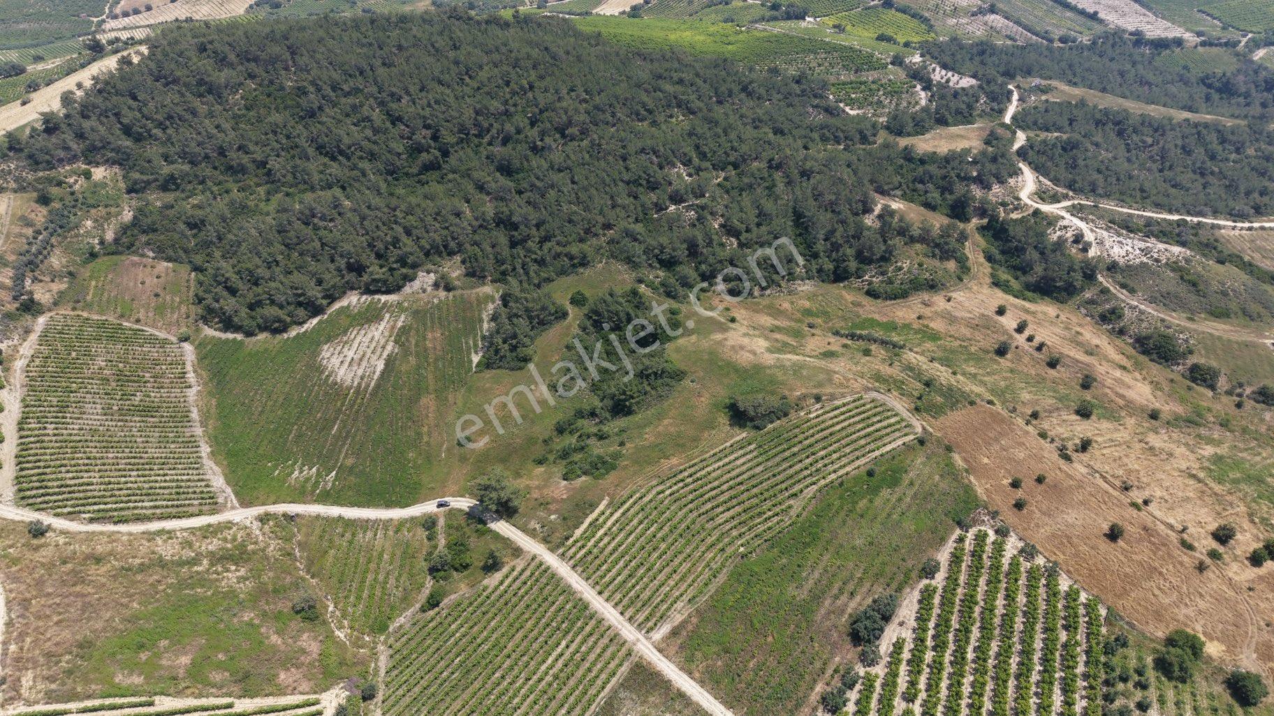 Ra Gayrmenkul Ulaş Mh Verimli Toprak 18.000m2 Tarla - Görsel 11