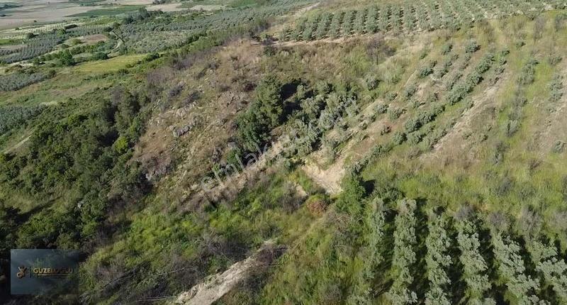Bilecik Osmaneli Ciciler'de Kupon Zeytin Bahçesi - Görsel 11