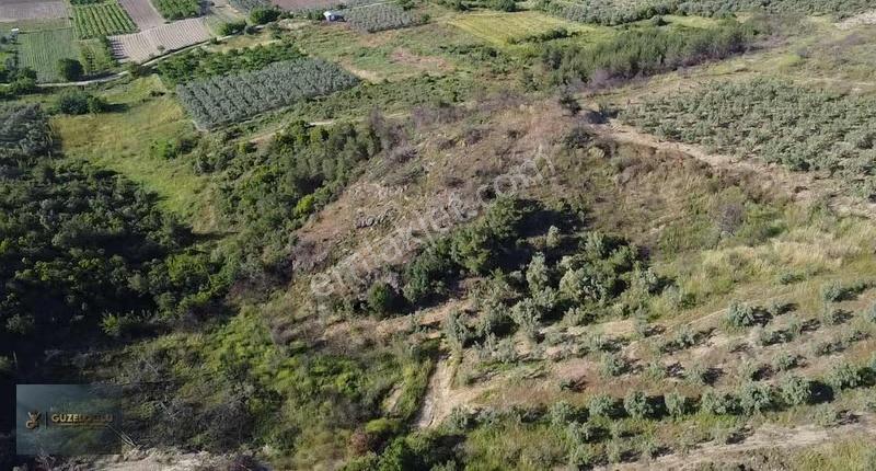 Bilecik Osmaneli Ciciler'de Kupon Zeytin Bahçesi - Görsel 4