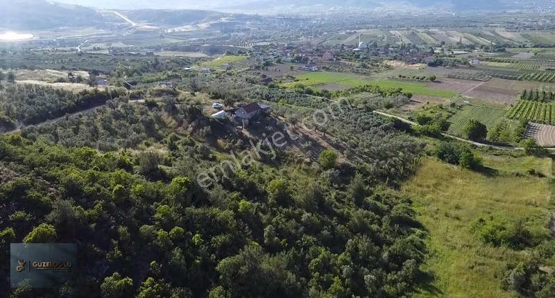 Bilecik Osmaneli Ciciler'de Kupon Zeytin Bahçesi - Görsel 12