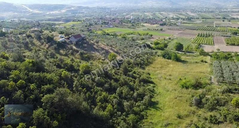 Bilecik Osmaneli Ciciler'de Kupon Zeytin Bahçesi - Görsel 23