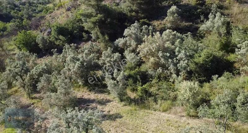 Bilecik Osmaneli Ciciler'de Kupon Zeytin Bahçesi - Görsel 20