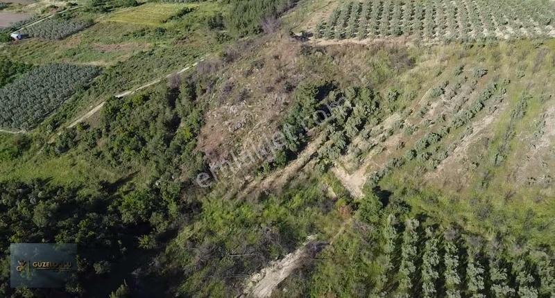 Bilecik Osmaneli Ciciler'de Kupon Zeytin Bahçesi - Görsel 14