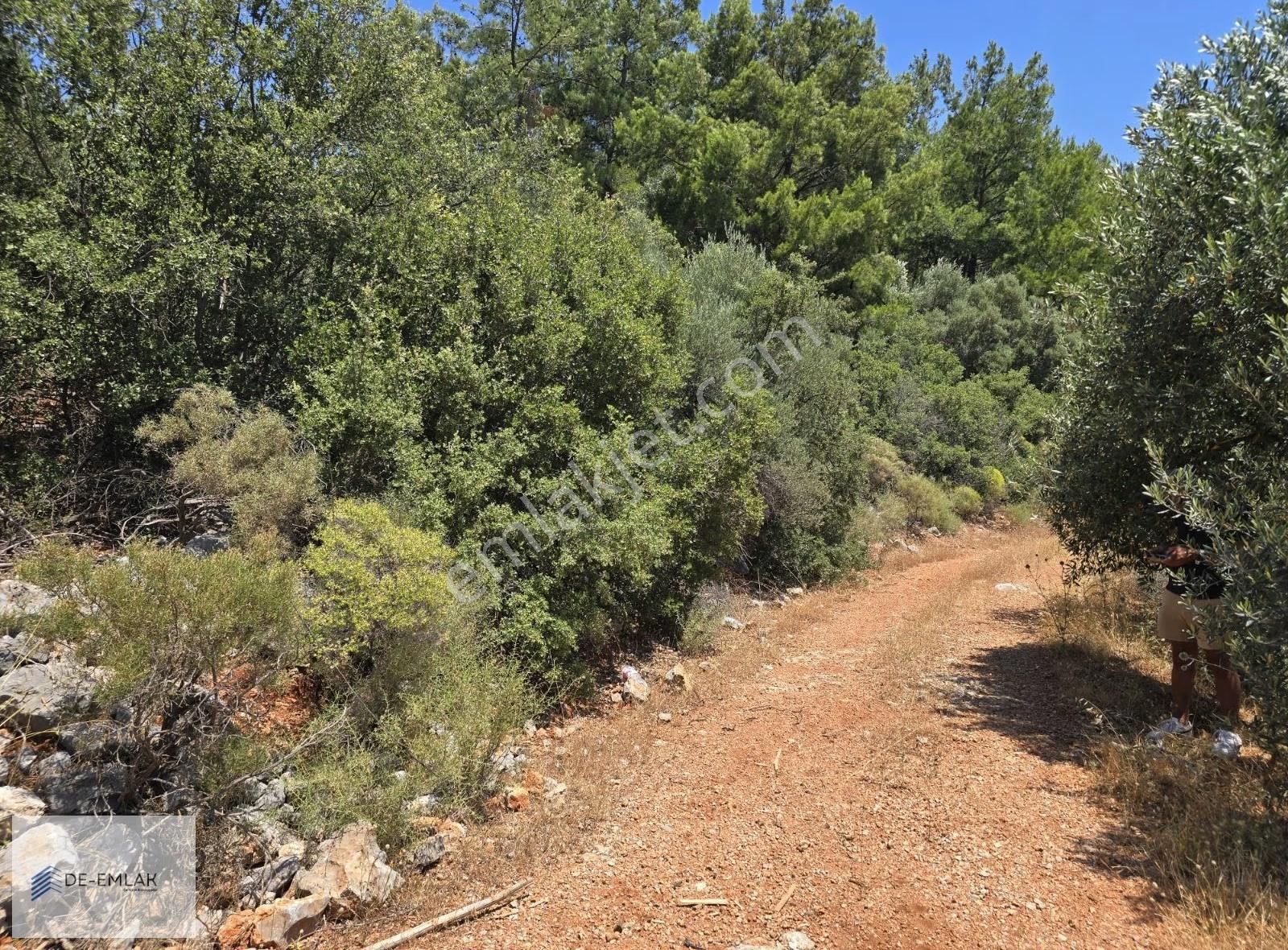Muğla Ortaca Fevziye De Yatırım Fırsatı Satılık Zeytinlik - Görsel 20