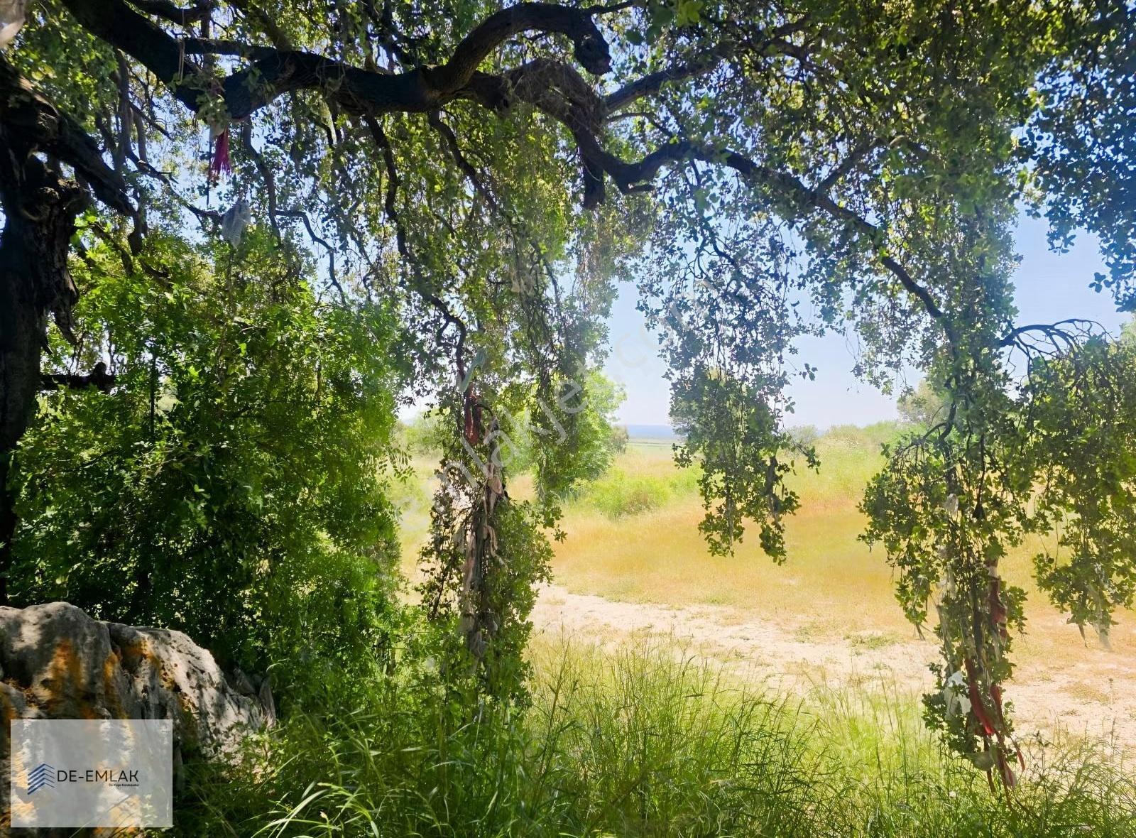 Muğla Ortaca Fevziye De Yatırım Fırsatı Satılık Zeytinlik - Görsel 15