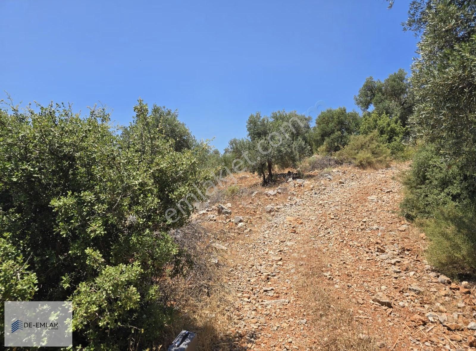 Muğla Ortaca Fevziye De Yatırım Fırsatı Satılık Zeytinlik - Görsel 28