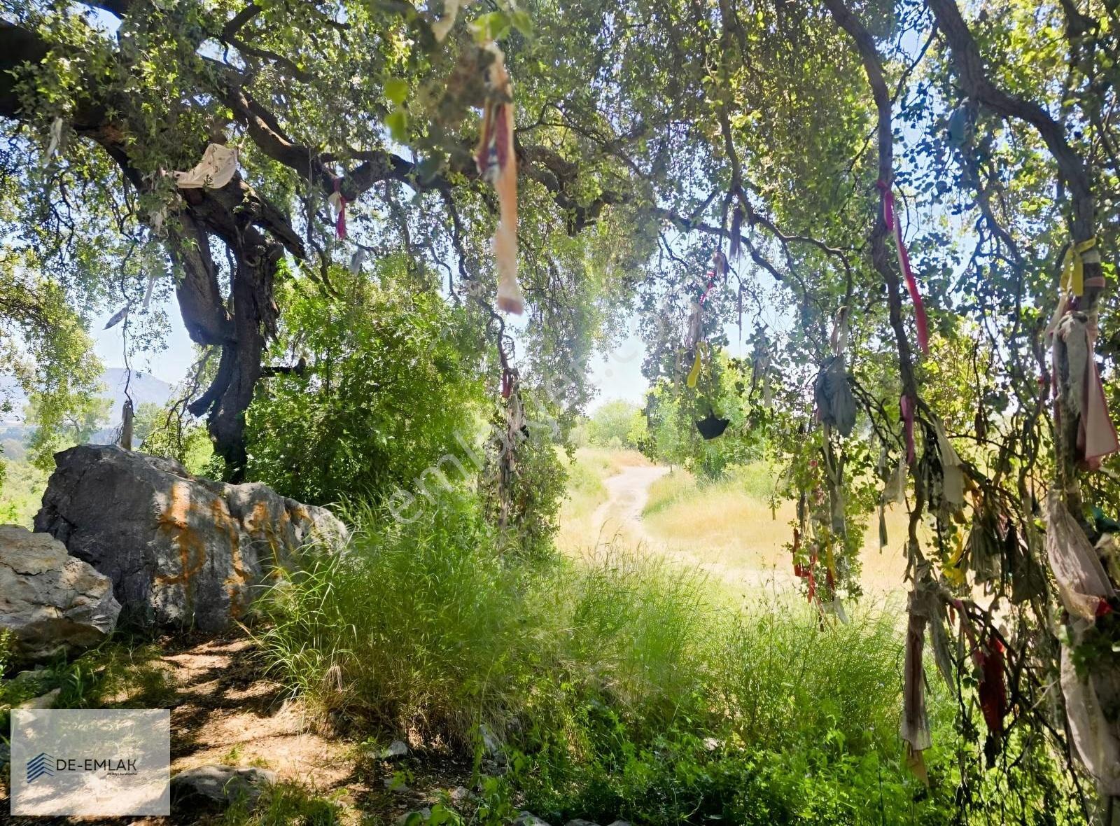 Muğla Ortaca Fevziye De Yatırım Fırsatı Satılık Zeytinlik - Görsel 3