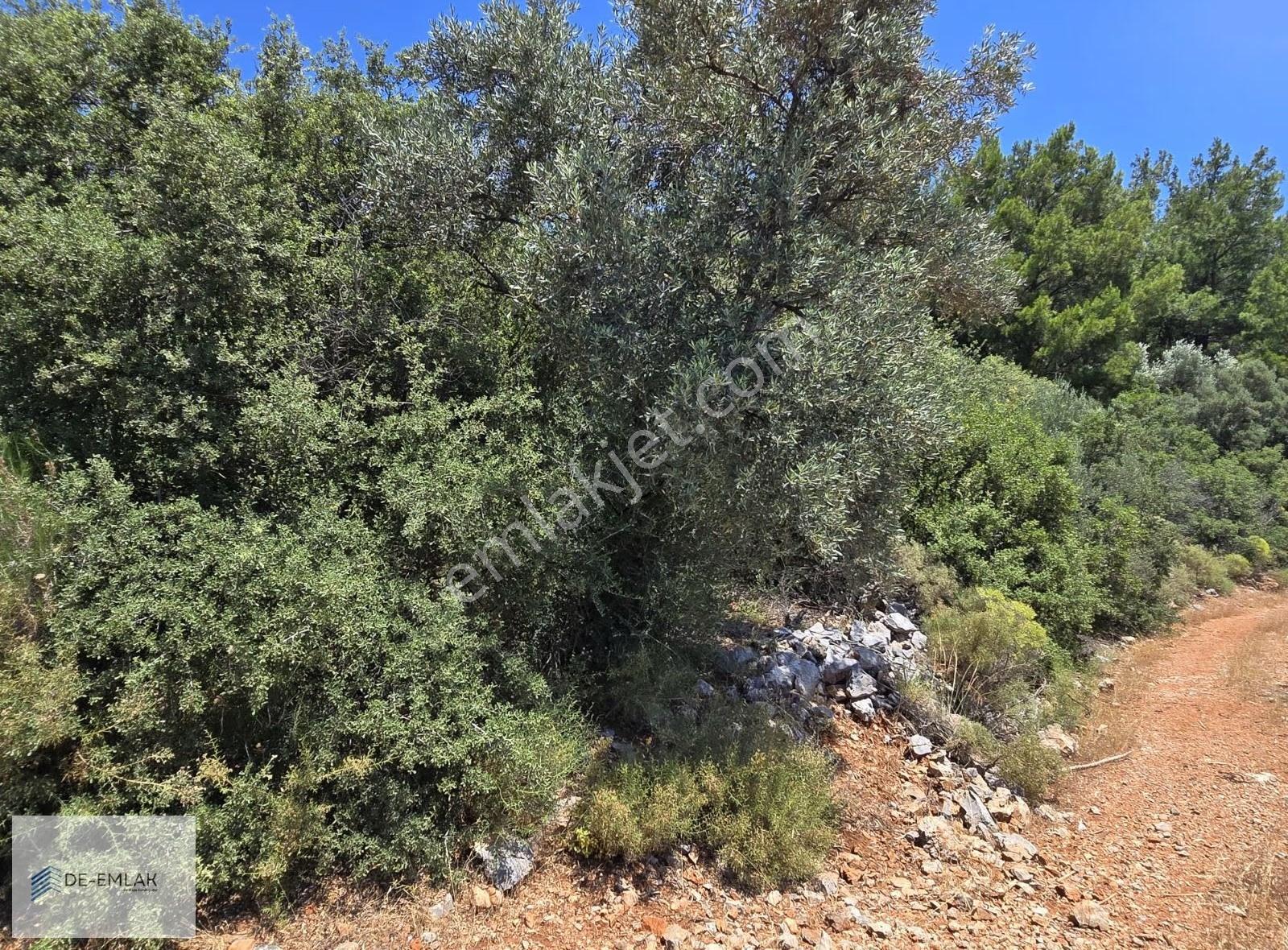 Muğla Ortaca Fevziye De Yatırım Fırsatı Satılık Zeytinlik - Görsel 9