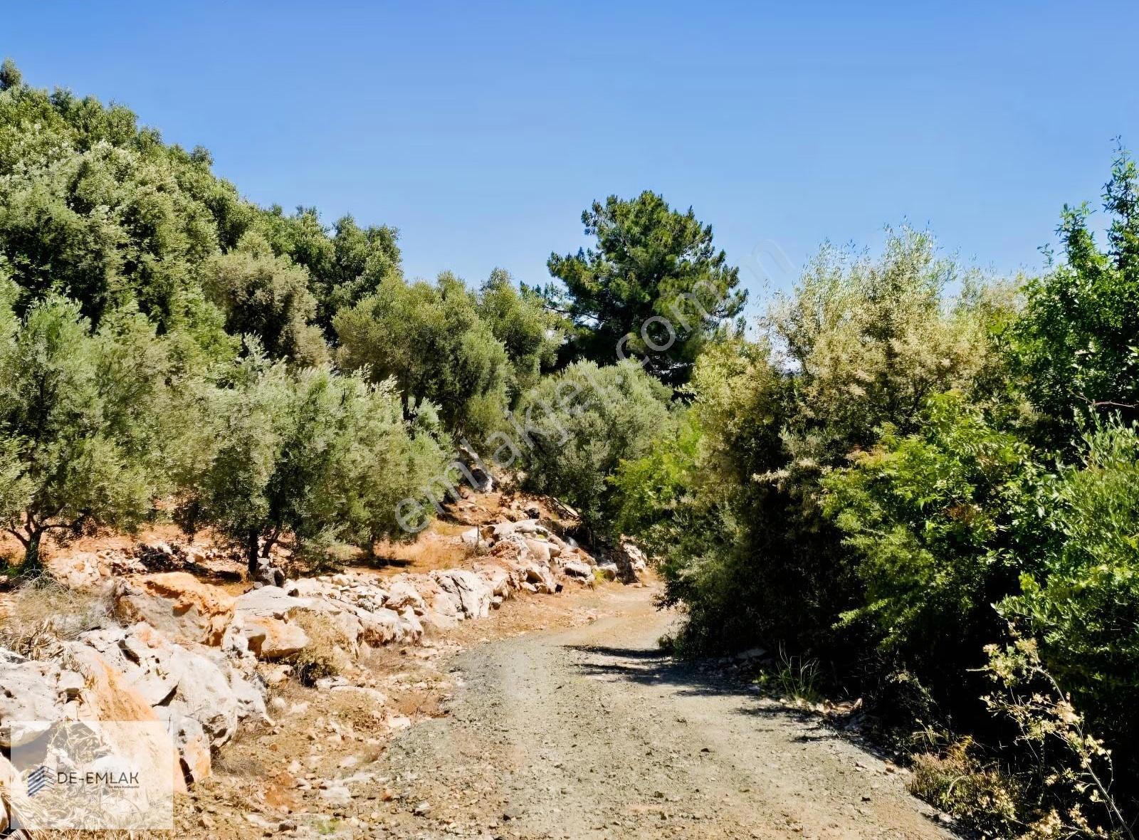 Muğla Ortaca Fevziye De Yatırım Fırsatı Satılık Zeytinlik - Görsel 13
