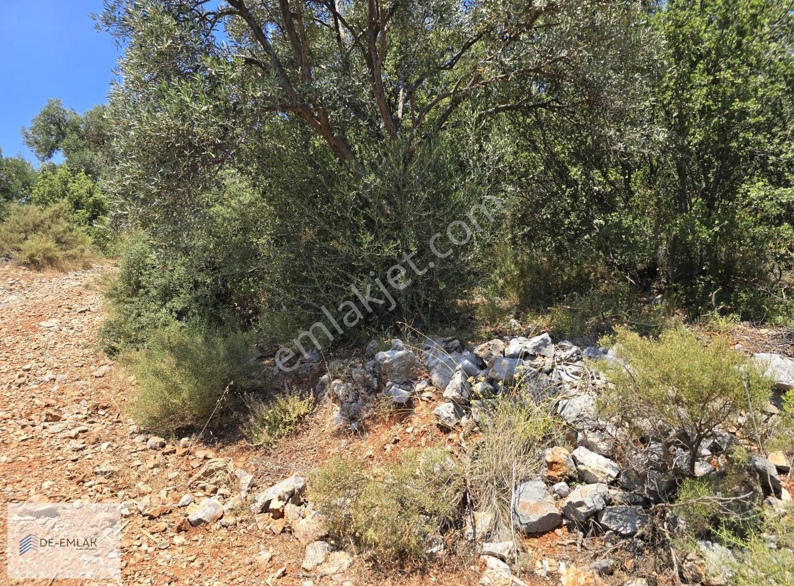 Muğla Ortaca Fevziye De Yatırım Fırsatı Satılık Zeytinlik - Görsel 18